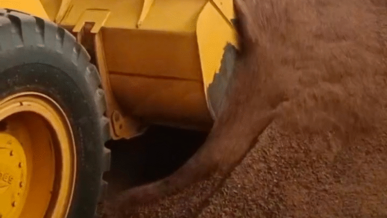 Supplier Bungkil Sawit Bangka dan Cangkang Sawit